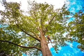 Tree Removal Services