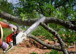 Professional Tree Removal Services in Millville, UT